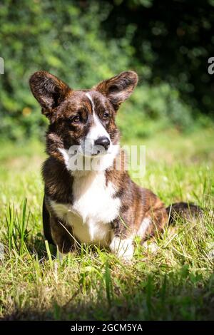 Brindle Welsh Corgi Cardigan, 6 months old Stock Photo