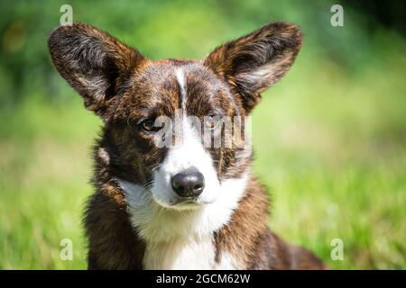 Brindle Welsh Corgi Cardigan, 6 months old Stock Photo