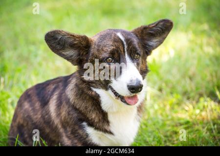 Brindle Welsh Corgi Cardigan, 6 months old Stock Photo