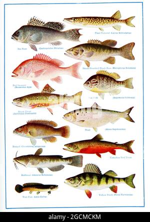 The caption and labels for this 1917 image read: “North American food and Game Fishes. Top to bottom, left to right: Sea Bass (Centropristes Striatus); Pond Pickerel (Lucius Reticulatus); Red Snapper (Neomoenis Aya); Small-mouthes Black Bass (Micropterus Dolomieu); Brook Trout (Salvelinus Fontinalis); Sun Fish (Eupomotis Gibbosus); Burgali (Ctenolabrus Adspersus); Shad (Alosa Sapidissima); Bullhead (Amiurus Nebulosus); Canadian Red Trout; Mud-Fish (Amia Calva); Yellow Perch (Perca Flavescens) Stock Photo