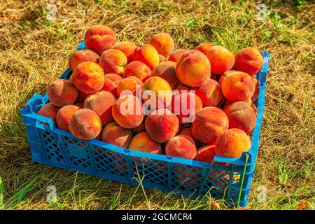 Collected ripe juicy fruits peaches Stock Photo