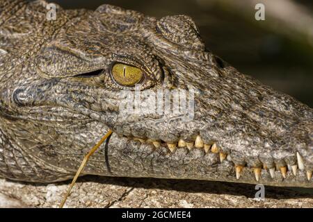 Nile crocodile head Okavango Delta Botswana Africa Stock Photo