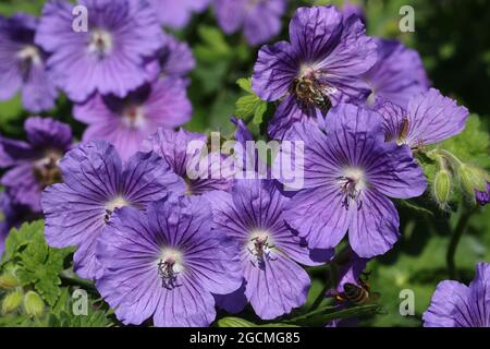 Purple hybrid cranesbill, Geranium x magnificum Clone C, flowers in close up with a background of blurred leaves. Stock Photo