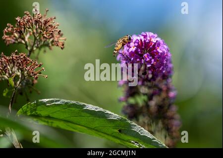 Close up from a mimic hoverfly (Syrphidae) on buddleia blossoms in the sunshine. Stock Photo