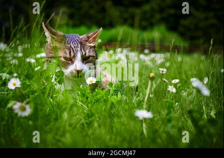 A young cat enjoying the sunshine in the garden. The focus lies on the daisy in front of the cats face. Stock Photo