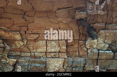 The texture of an old tree. A large cracked tree in the forest. Close-up. Stock Photo