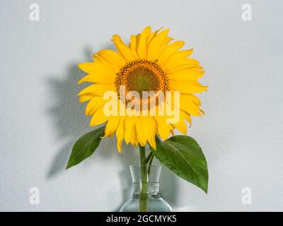 sunflower in a transparent vase on a dark shelf, white background Stock Photo