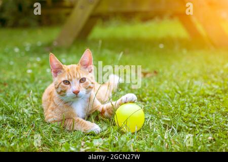 Pretty orange tabby cat playing through grass outside Stock Photo