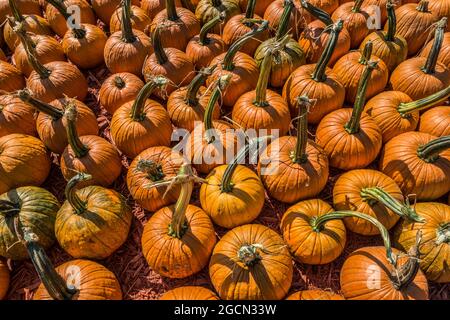 Looking down top view on several small pumpkins together in a group just freshly picked with long green stems on a sunny day in autumn Stock Photo