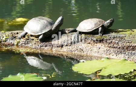 Two European pond turtles sitting on a tree trunk and their reflections in the green water. Stock Photo