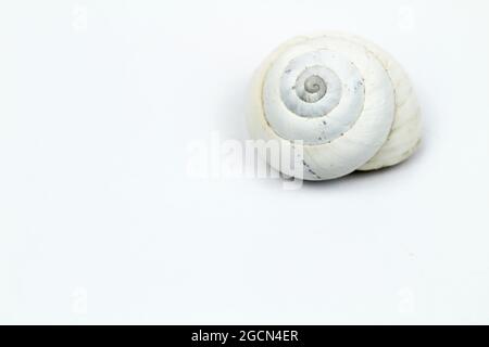 Macro photography of white snail shell on white background Stock Photo