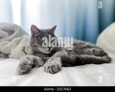 A beautiful gray cat is lying on the owners bed, comfortably settled, with its paws outstretched. Stock Photo