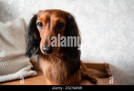 Portrait of a well-groomed long-haired dachshund red and black color, brown eyes, adorable nose.