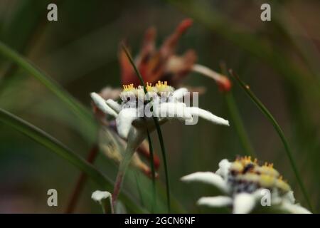 Stella alpina nelle Dolomiti, fiore raro. alta ririsoluzione / Edelweiss flower in the Dolomites, rare flower, high resolution. Leontopodium alpinum. Stock Photo