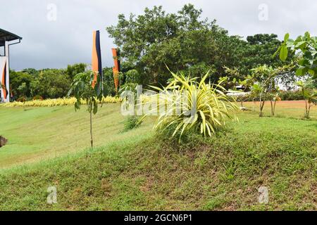 Plants and trees at the entrance to the picturesque Army Ordinance cricket grounds. Dombagoda. Sri Lanka.
