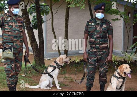 Labrador Retriever army dogs ready for searching the venue before a cricket match. At the picturesque Army Ordinance cricket grounds. Dombagoda. Sri Lanka.