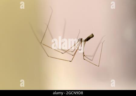 Cellar spider Pholcus phalangioides in close view Stock Photo