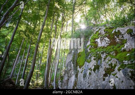 A forest with tall trees and a rock over which the sun is shining Stock Photo