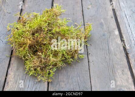 Green moss on a wooden background useful for orchids and other plants concept Stock Photo