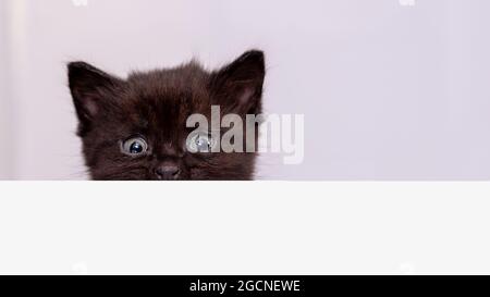 Sweet scared black kitten peeking out from behind the white banner Stock Photo