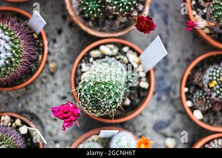 Echinopsis haematantha and its cactus plant family kept in a pot, Arid plants - CACTACEAE Stock Photo