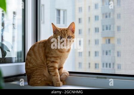 Close-up of a cute ginger tabby kitten sitting on a windowsill with a mosquito net and looking at the camera. Home pet. Selective focus. Stock Photo