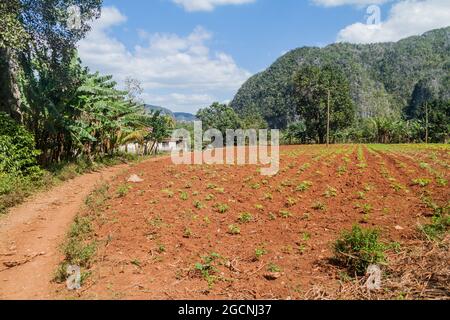 Mogotes limestone hill and fields in Vinales valley, Cuba Stock Photo
