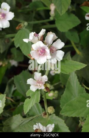 marsh-mallow, Echter Eibisch, Arznei-Eibisch, Althaea officinalis, orvosi ziliz, Hungary, Magyarország, Europe Stock Photo