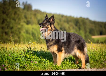Bohemian Shepherd Dog, Czech Sheepdog, Chodksy Pes standing Stock Photo