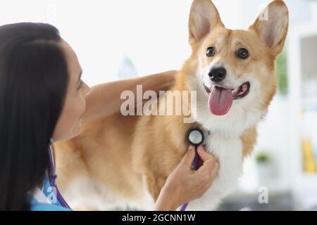 Doctor veterinarian listens to sick dog with stethoscope Stock Photo