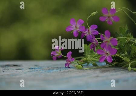 Bouquet of pink flowers on blue wooden old surface on a green background outdoors. Geranium palustre, Marsh Crane's-bill. Pink geranium flowers. Stock Photo