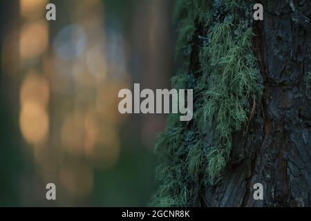 Green lichen on a brown pine trunk against the backdrop of a sunny pine forest. Natural background. Copy space. Stock Photo