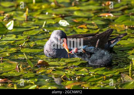 Male Common Moorhen (Gallinula chloropus) Feeding its Nestling Stock Photo