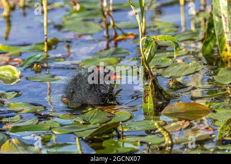 Young Common Moorhen (Gallinula chloropus) Nestling Stock Photo