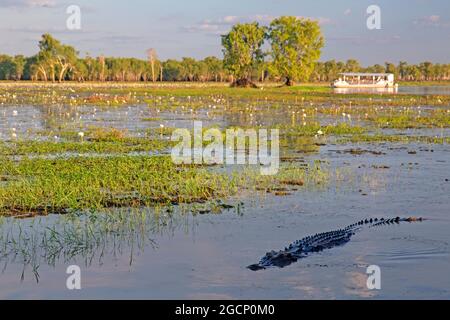 Crocodile at Yellow Water, Kakadu National Park Stock Photo