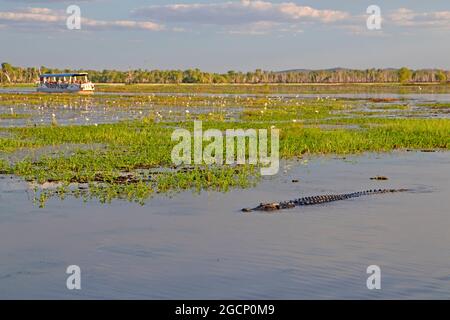 Crocodile at Yellow Water, Kakadu National Park Stock Photo
