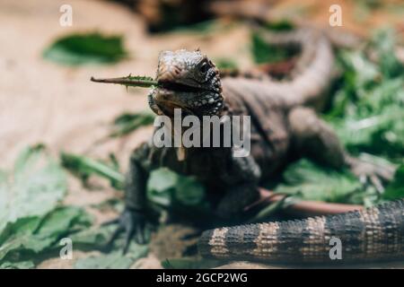 Closeup shot of a beautiful iguana sitting in the leaves and a plant in the mouth Stock Photo