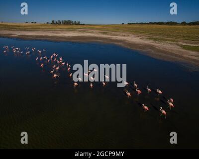 Aerial View of flamingos flock in Pampas lagoon, La Pampa Province,Patagonia , Argentina. Stock Photo