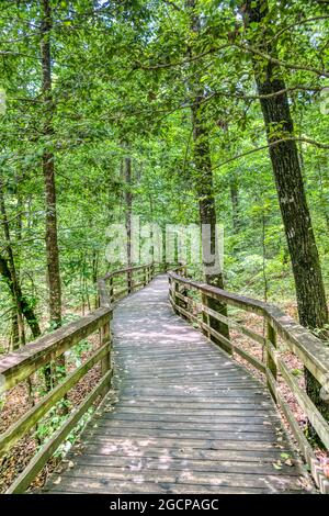 The Elevated Boardwalk leading through the largest old-growth bottomland hardwood forest  in the U.S. at Congaree National Park in South Carolina. Stock Photo