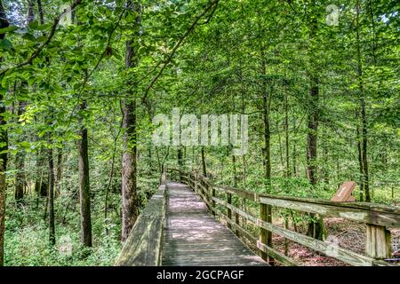 The Elevated Boardwalk leading through the largest old-growth bottomland hardwood forest  in the U.S. at Congaree National Park in South Carolina. Stock Photo