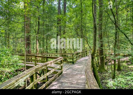 The Elevated Boardwalk leading through the largest old-growth bottomland hardwood forest  in the U.S. at Congaree National Park in South Carolina. Stock Photo