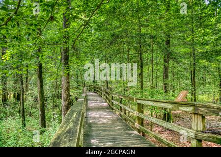 The Elevated Boardwalk leading through the largest old-growth bottomland hardwood forest  in the U.S. at Congaree National Park in South Carolina. Stock Photo