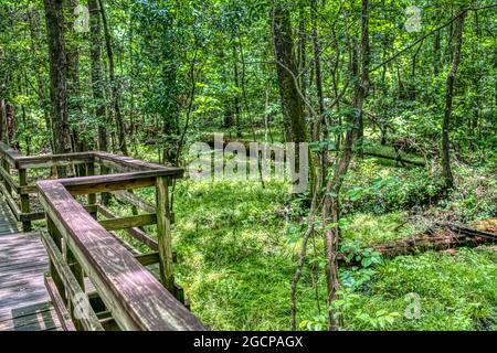 The Elevated Boardwalk leading through the largest old-growth bottomland hardwood forest  in the U.S. at Congaree National Park in South Carolina. Stock Photo