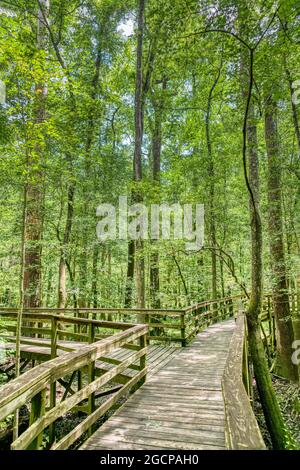 The Elevated Boardwalk leading through the largest old-growth bottomland hardwood forest  in the U.S. at Congaree National Park in South Carolina. Stock Photo