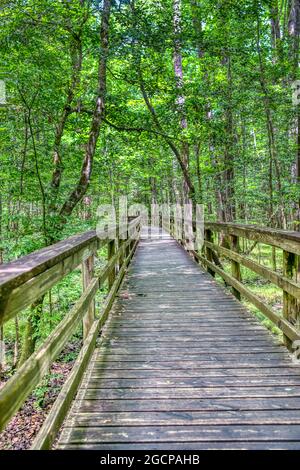 The Elevated Boardwalk leading through the largest old-growth bottomland hardwood forest  in the U.S. at Congaree National Park in South Carolina. Stock Photo