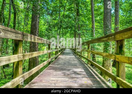 The Elevated Boardwalk leading through the largest old-growth bottomland hardwood forest  in the U.S. at Congaree National Park in South Carolina. Stock Photo