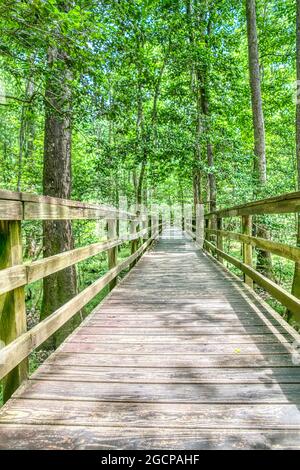 The Elevated Boardwalk leading through the largest old-growth bottomland hardwood forest  in the U.S. at Congaree National Park in South Carolina. Stock Photo