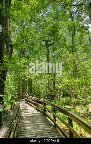 The Elevated Boardwalk leading through the largest old-growth bottomland hardwood forest  in the U.S. at Congaree National Park in South Carolina.Amer Stock Photo