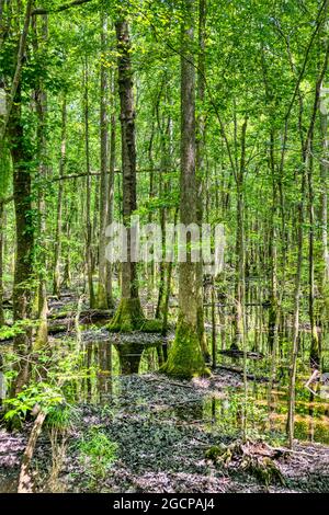 cypress forest and swamp of Congaree National Park Stock Photo - Alamy