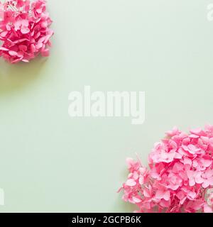 Dry pink hydrangea flowers on mint green background. flat lay, top view, copy space Stock Photo
